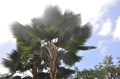 grenada, caribbean, west indie-076
